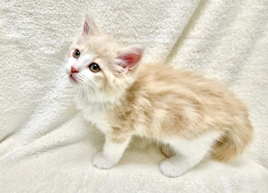 ノルウェージャンフォレストキャット - ペットショップ マルワン下丸子 東京都大田区