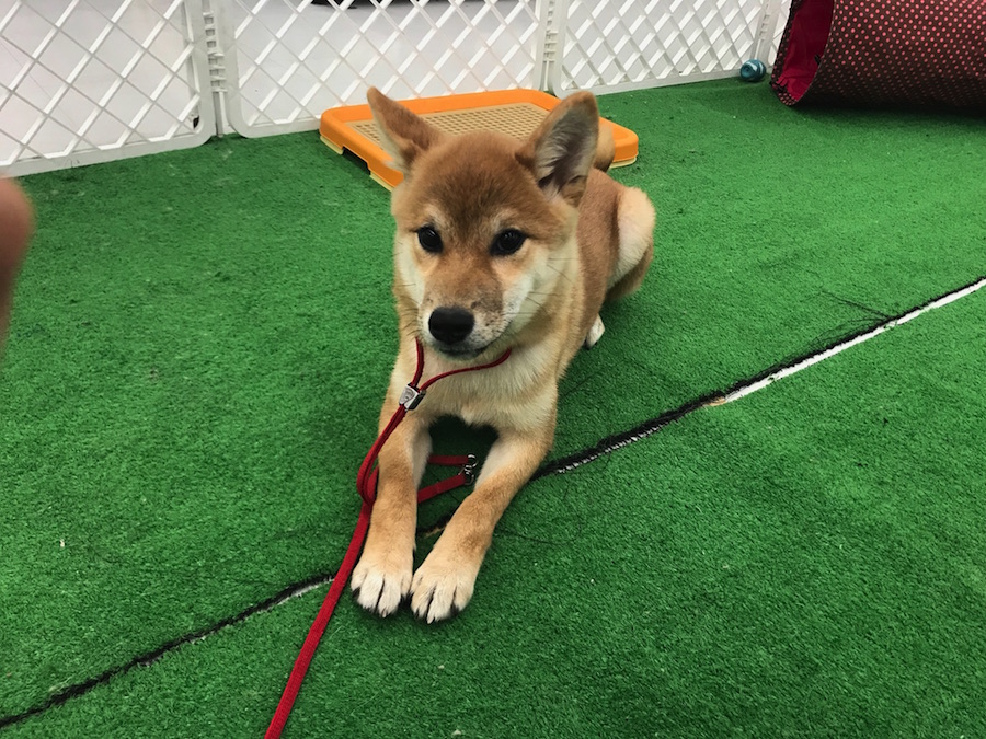 柴犬 - ペットショップ マルワン東日暮里 東京都荒川区