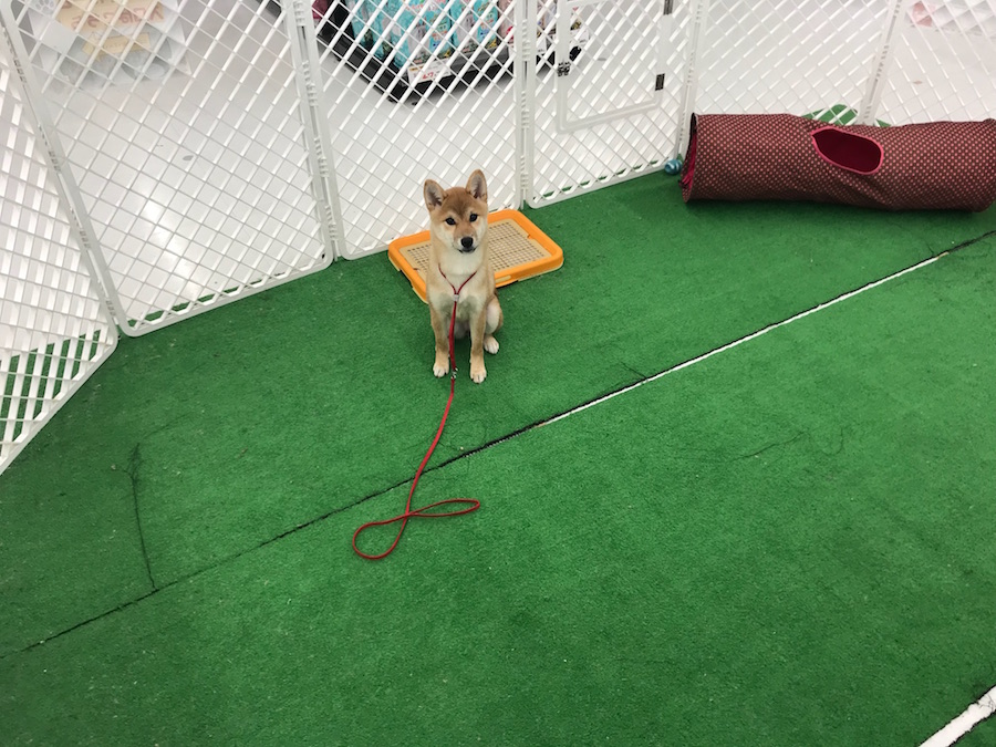柴犬 - ペットショップ マルワン東日暮里 東京都荒川区