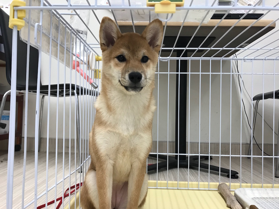 柴犬 - ペットショップ マルワン東日暮里 東京都荒川区