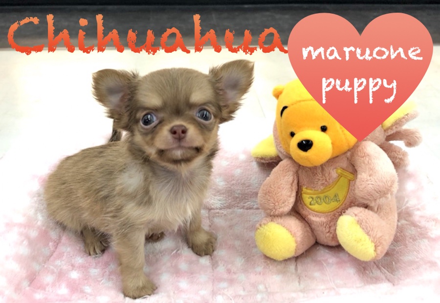 【チワワ】今宿店からあなたにお届け！甘いマスクのチョコチワワ！：今宿店オススメベイビーNo.120100