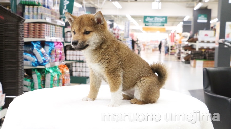 柴犬 - ペットショップ マルワン梅島 東京都足立区