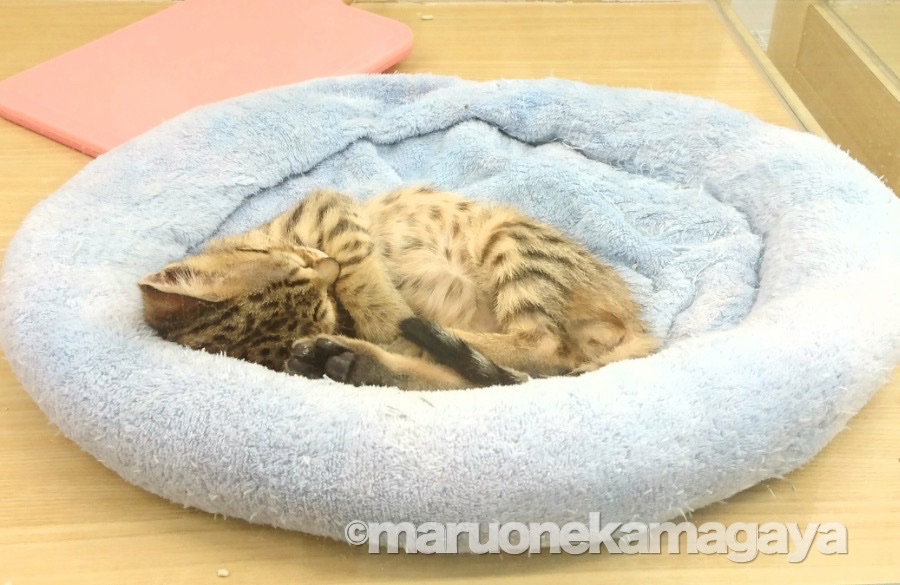 ベンガル - ペットショップ マルワン鎌ヶ谷 千葉県鎌ヶ谷市北初富