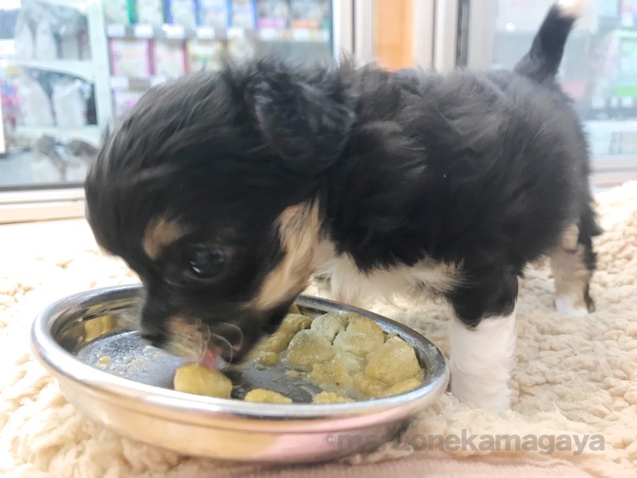 チワワ - ペットショップ マルワン鎌ヶ谷 千葉県鎌ヶ谷市北初富
