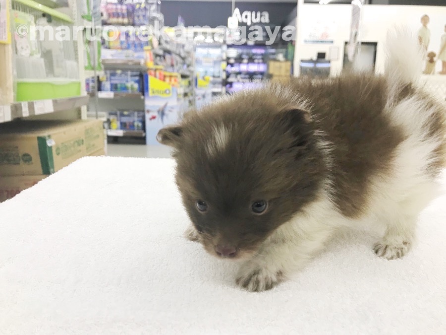 ポメラニアン - ペットショップ マルワン鎌ヶ谷 千葉県鎌ヶ谷市北初富