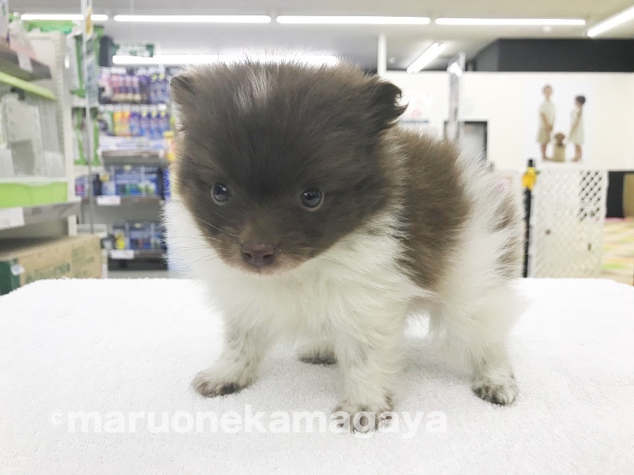ポメラニアン - ペットショップ マルワン鎌ヶ谷 千葉県鎌ヶ谷市北初富