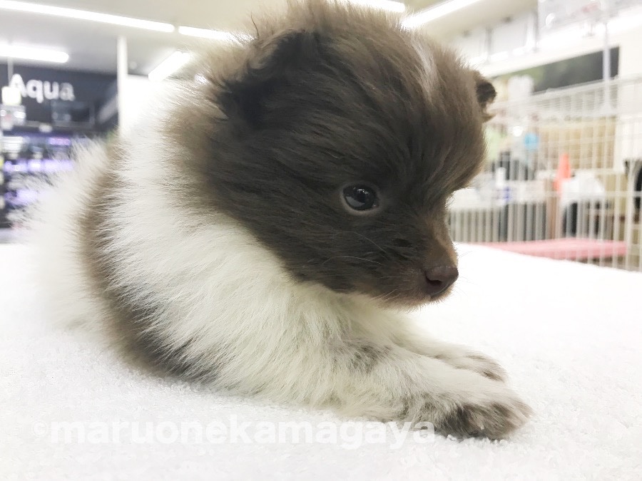 ポメラニアン - ペットショップ マルワン鎌ヶ谷 千葉県鎌ヶ谷市北初富