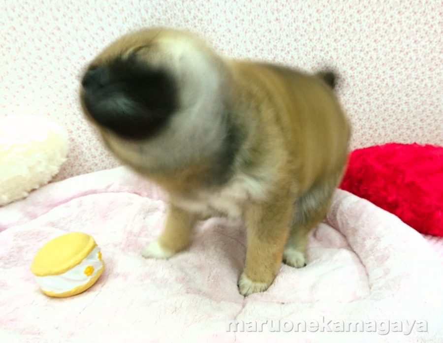 柴犬 - ペットショップ マルワン鎌ヶ谷 千葉県鎌ヶ谷市北初富