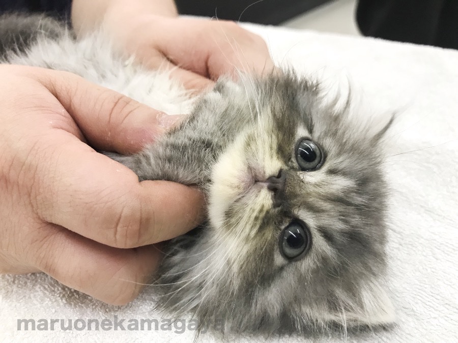 ミヌエット - ペットショップ マルワン鎌ヶ谷 千葉県鎌ヶ谷市北初富