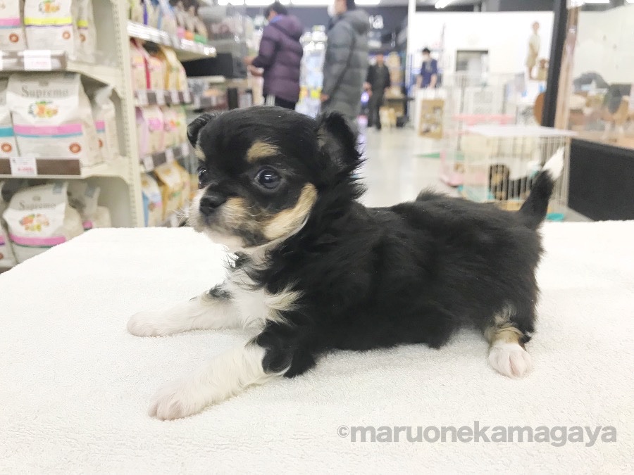 チワワ - ペットショップ マルワン鎌ヶ谷 千葉県鎌ヶ谷市北初富