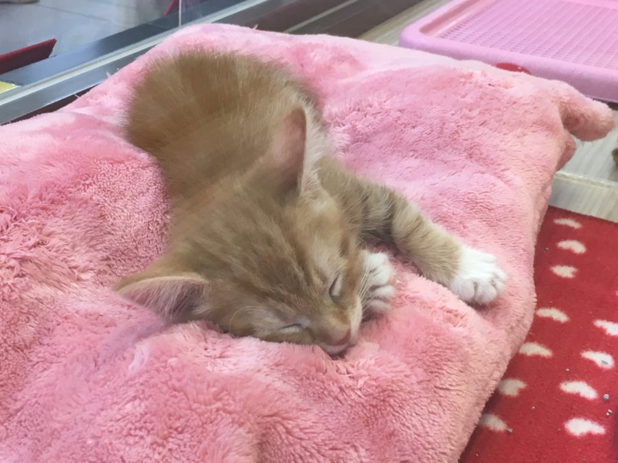 大倉山店でお待ちしています | マンチカン - ペットショップ マルワン大倉山 神奈川県横浜市港北区