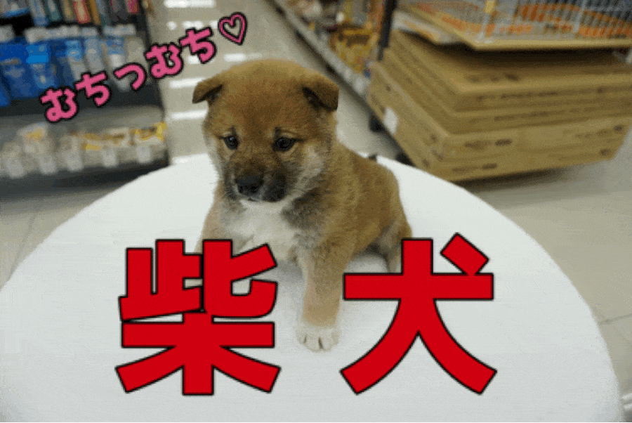 「育てやすい柴犬」は大倉山店にお任せください!! | 柴犬 - ペットショップ マルワン大倉山 神奈川県横浜市港北区