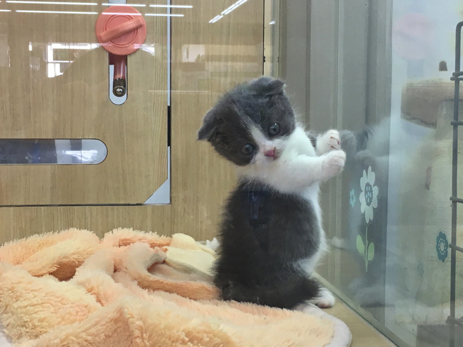 練習中の「マンチ座り」 | マンチカン - ペットショップ マルワン大倉山 神奈川県横浜市港北区