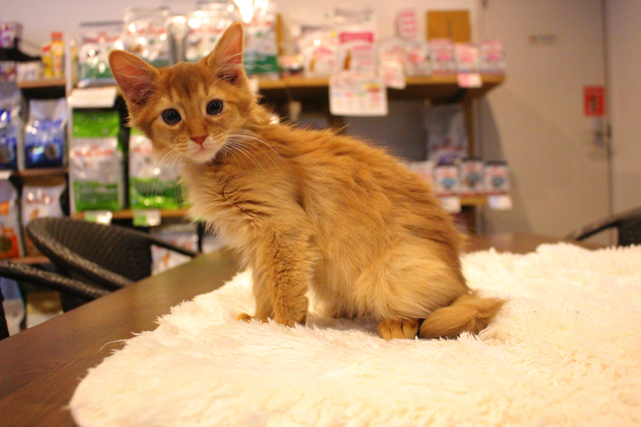 まだまだ子猫なソマリちゃん | ソマリ - ペットショップ マルワン白楽 神奈川県横浜市