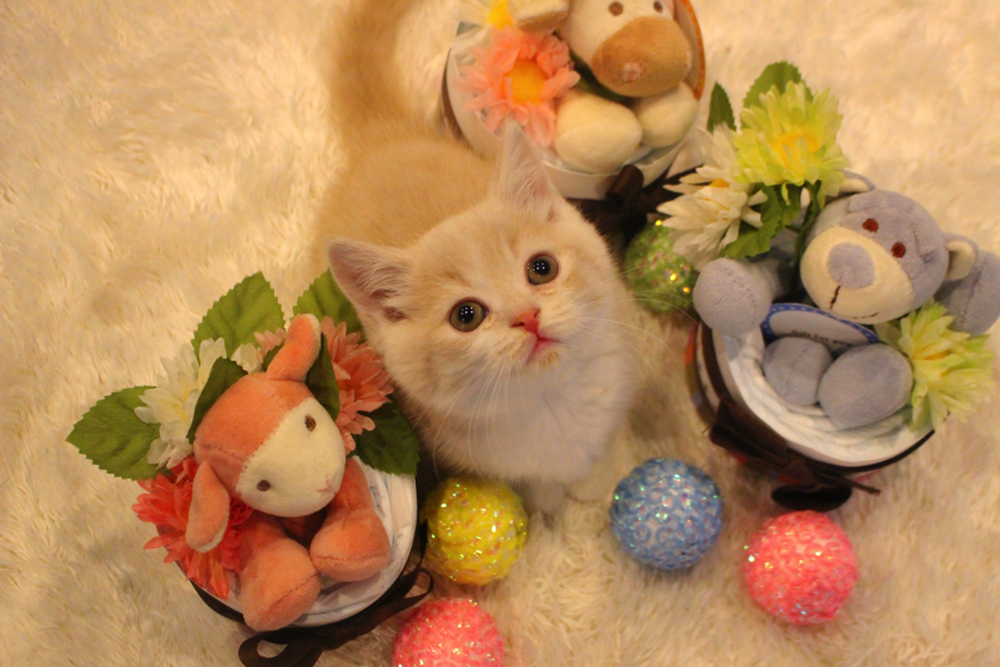 マンチカンは初めての方でもとても飼いやすい猫ちゃん | マンチカン双子 弟 - ペットショップ マルワン白楽 神奈川県横浜市