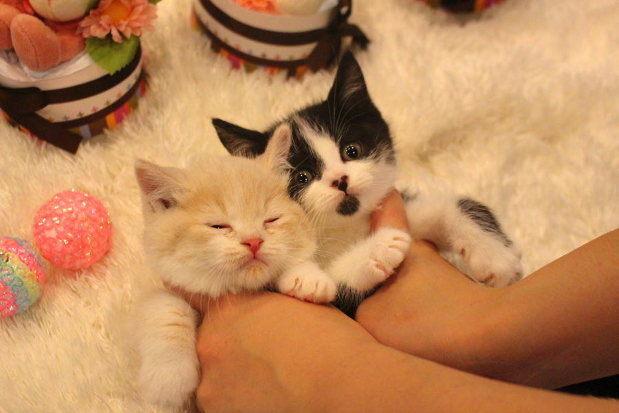 現在２ヶ月の子猫ちゃん | マンチカン双子 兄 - ペットショップ マルワン白楽 神奈川県横浜市
