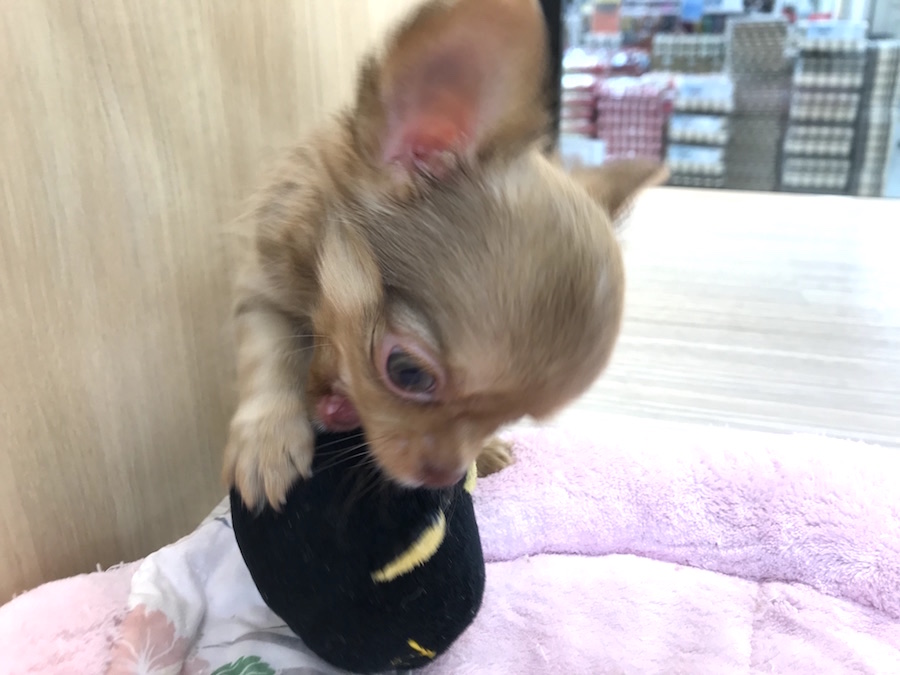 チワワ（ロングコート） - ペットショップ マルワン今宿 神奈川県横浜市旭区
