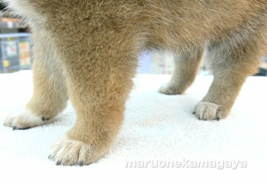 柴犬 - ペットショップ マルワン鎌ヶ谷 千葉県鎌ヶ谷市北初富