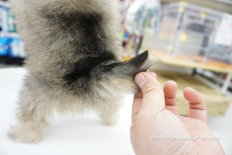 尻尾がツートンで美しい♥ | ポメラニアン - ペットショップ マルワン大倉山 神奈川県横浜市港北区