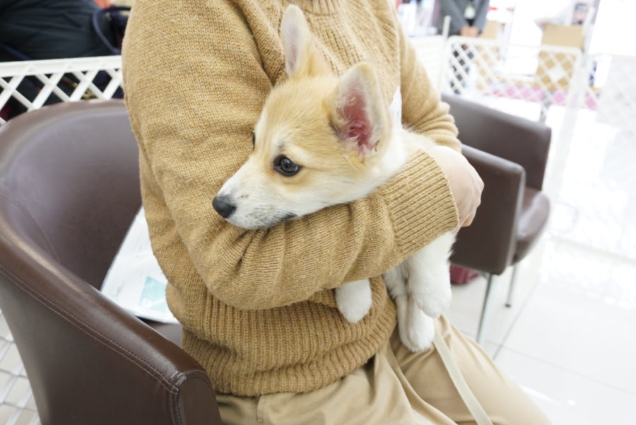 るんちゃんは落ち着いて抱っこ - パピー教室開催報告