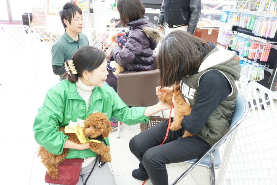 元気いっぱいのまるちゃんとこむぎちゃん - パピー教室開催報告