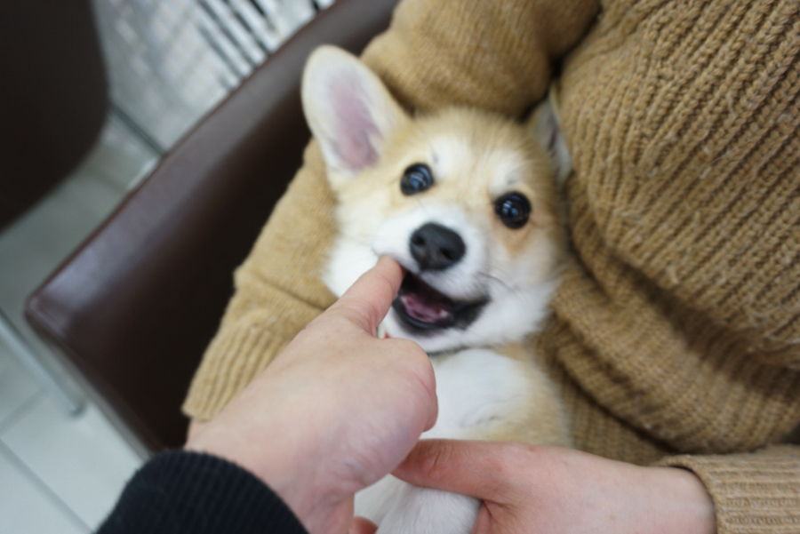 るんちゃん - パピー教室開催報告