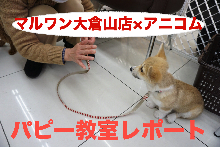 【パピー教室開催報告！】アニコム損保&マルワンコラボイベント！大倉山店編