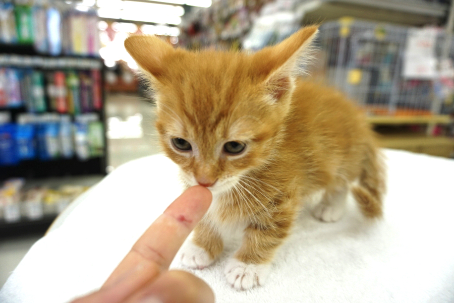 猫ちゃんとの挨拶は「指先」から! | マンチカン - ペットショップ マルワン大倉山 神奈川県横浜市港北区