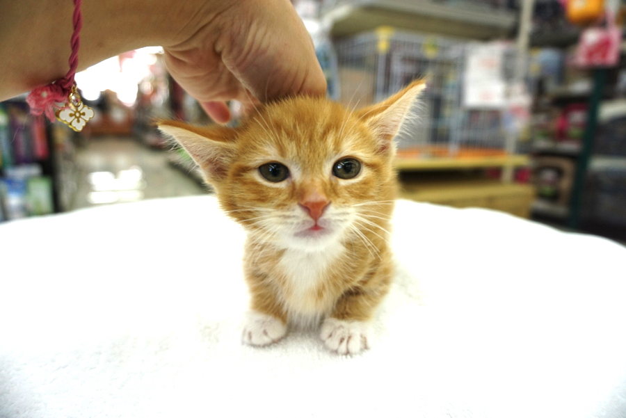 必殺技!お首ムニムニ | マンチカン - ペットショップ マルワン大倉山 神奈川県横浜市港北区