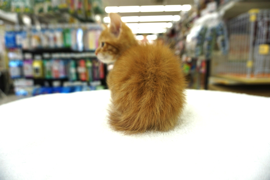 「うり坊」みたいなお尻も可愛らしい | マンチカン - ペットショップ マルワン大倉山 神奈川県横浜市港北区