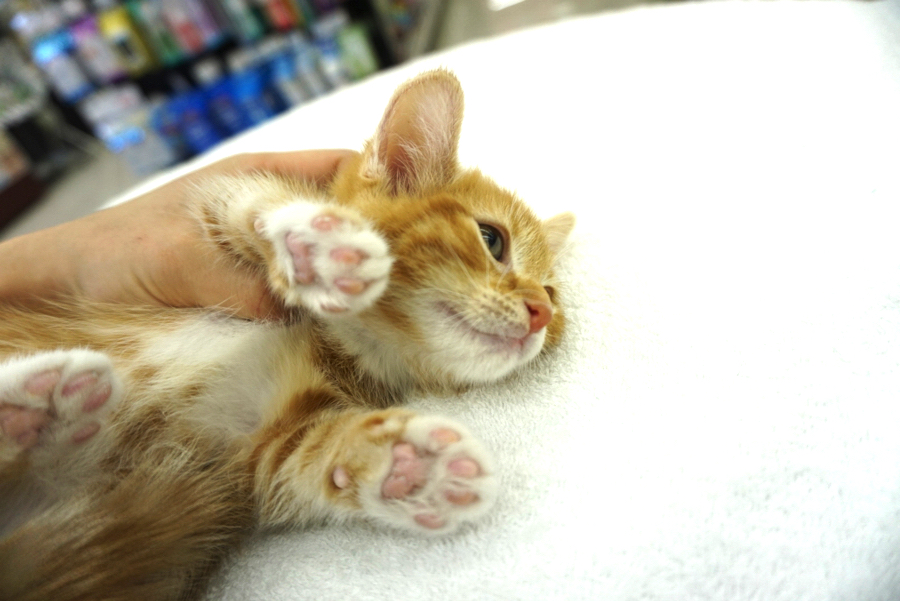 リラックスしすぎてお腹まで見せてくれました | マンチカン - ペットショップ マルワン大倉山 神奈川県横浜市港北区