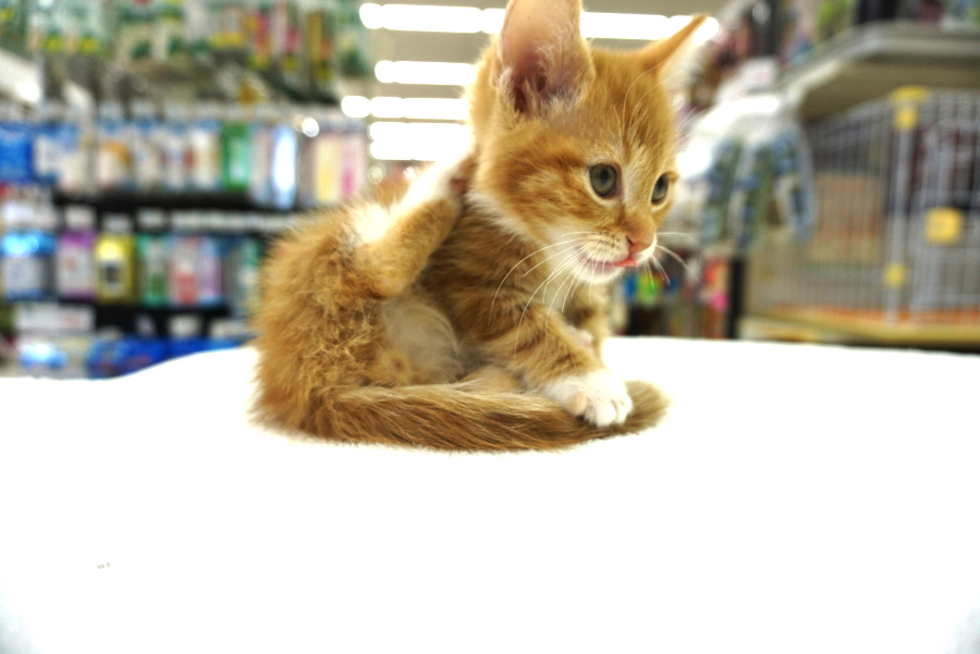 猫ちゃんはきれい好き | マンチカン - ペットショップ マルワン大倉山 神奈川県横浜市港北区