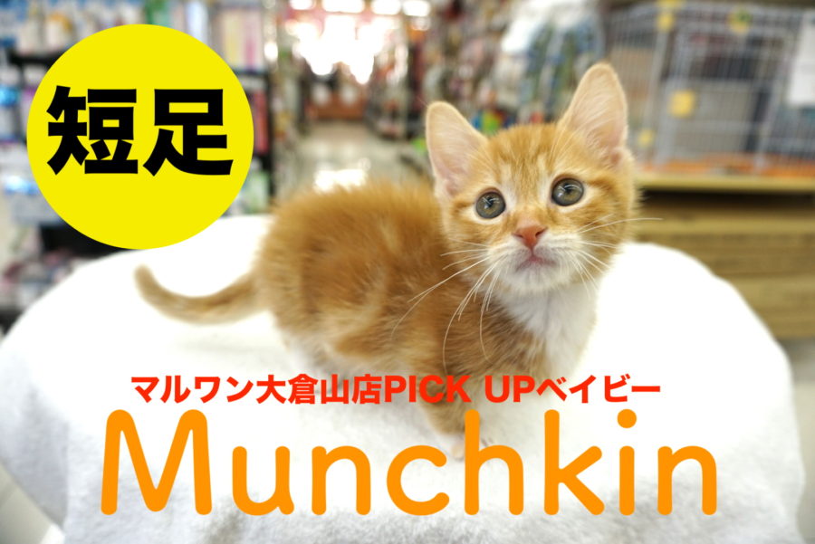 【マンチカン】キリッとフェイスと短足のアンバランスさが可愛すぎ♥マルワン大倉山店PICK UPベイビーＮｏ.6130669