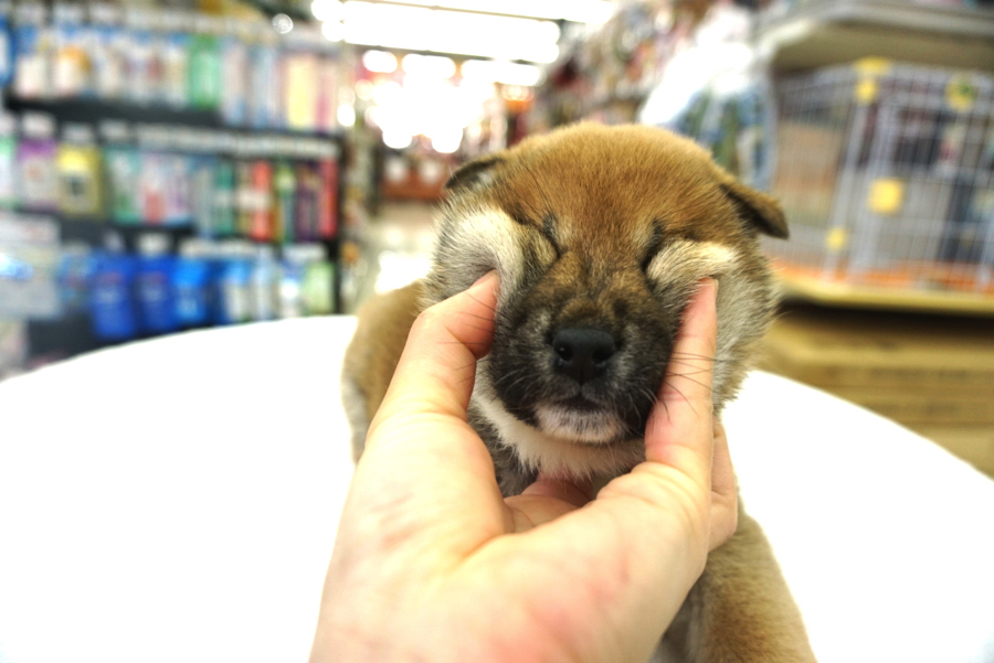 お顔が集合して可愛いでしょ（笑） | 柴犬 - ペットショップ マルワン大倉山 神奈川県横浜市港北区