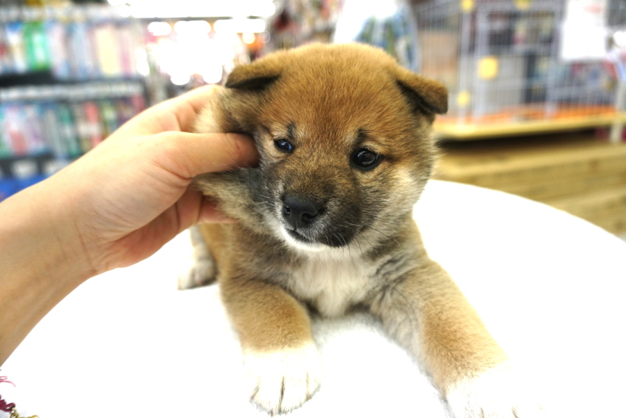 このさわり心地が最高 | 柴犬 - ペットショップ マルワン大倉山 神奈川県横浜市港北区