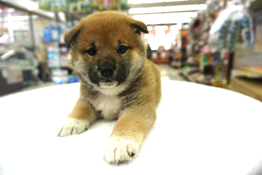 真ん丸過ぎるフォルム… | 柴犬 - ペットショップ マルワン大倉山 神奈川県横浜市港北区