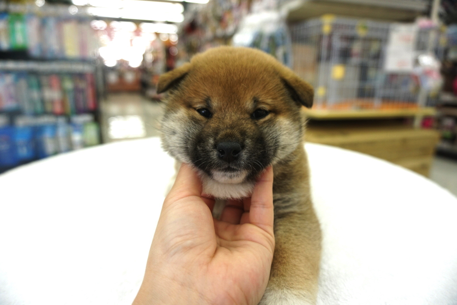 顎下コチョコチョからの〜 | 柴犬 - ペットショップ マルワン大倉山 神奈川県横浜市港北区