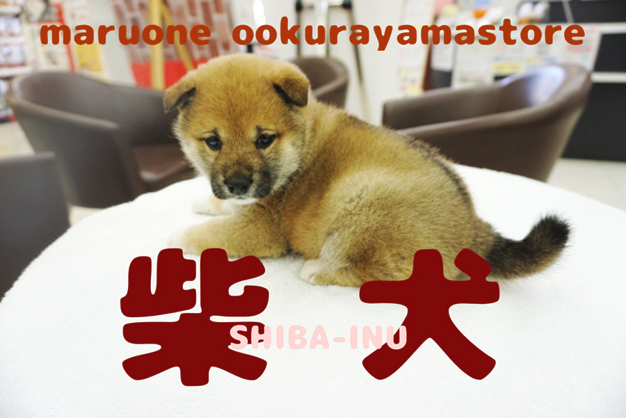 【柴犬】ずんぐりむっくりの真ん丸ボディは触り心地最高級…♥伸びるほっぺは触らなきゃ後悔します!!：大倉山店PICKUPベイビーNo.6130670