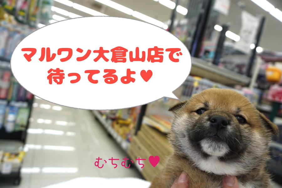 ペット保険のアニコム社とのコラボ企画でパピー教室を1月から毎月開催 | 柴犬 - ペットショップ マルワン大倉山 神奈川県横浜市港北区