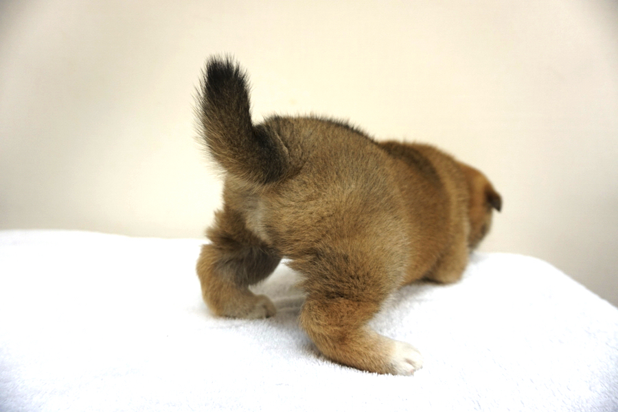 「ぷりけつ」に大絶賛 | 柴犬 - ペットショップ マルワン大倉山 神奈川県横浜市港北区