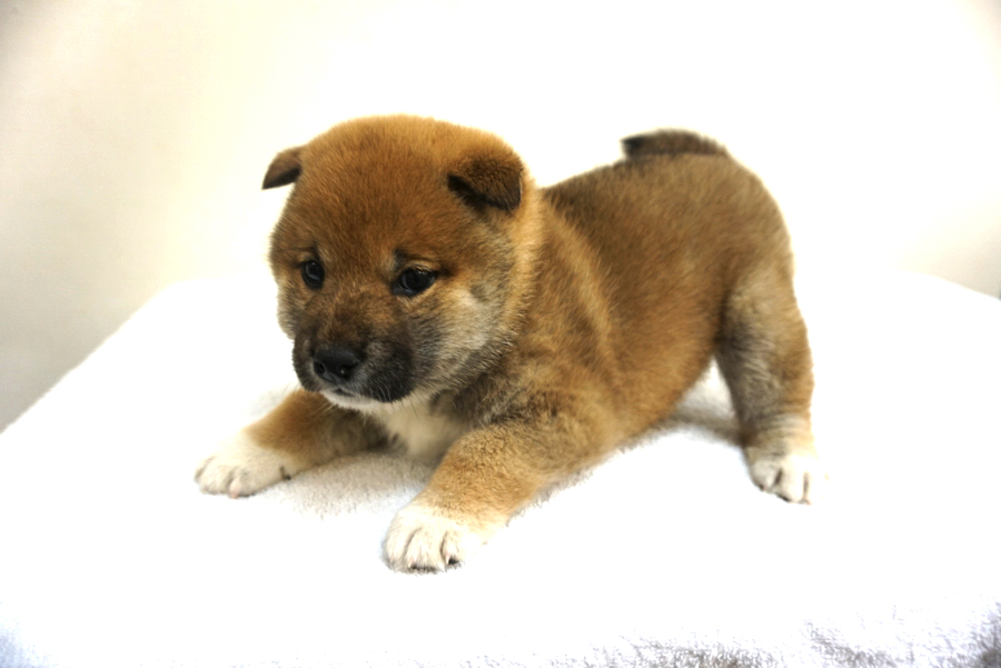 魅惑的な、ずんぐりむっくりボディ | 柴犬 - ペットショップ マルワン大倉山 神奈川県横浜市港北区