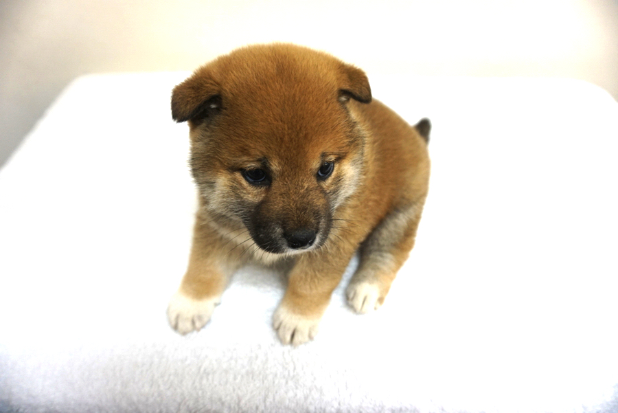 上からショット | 柴犬 - ペットショップ マルワン大倉山 神奈川県横浜市港北区