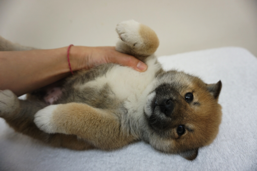 力を抜いて超リラックス | 柴犬 - ペットショップ マルワン大倉山 神奈川県横浜市港北区