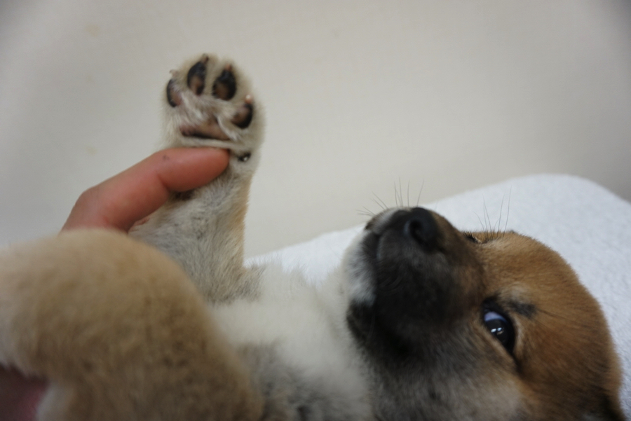 肉球の色は、黒からのピンクのグラデーション | 柴犬 - ペットショップ マルワン大倉山 神奈川県横浜市港北区