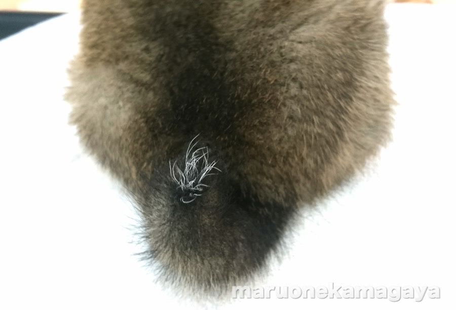 柴犬 - ペットショップ マルワン鎌ヶ谷 千葉県鎌ヶ谷市北初富