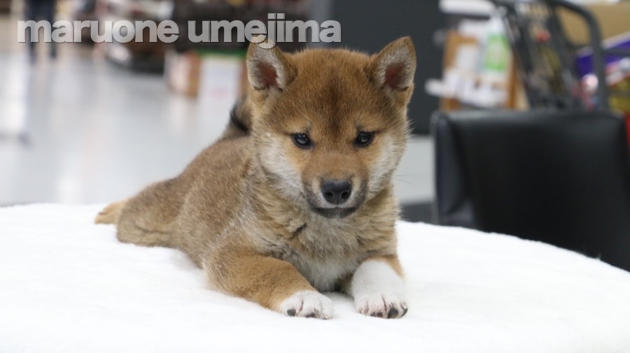 柴犬 - ペットショップ マルワン梅島 東京都足立区