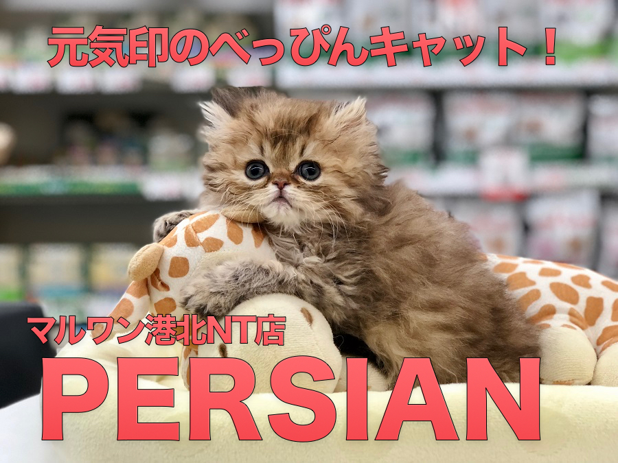【ペルシャ】元気印のべっぴんキャットがやってきた！：港北NT店PICKUPベイビー！NO.311759