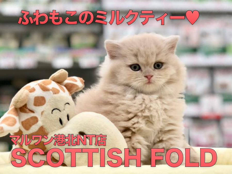 【スコティッシュ・フォールド】ふわもこで大寒波もを吹っ飛ばせ！あまーいあまーいミルクティーキャットはいかが？港北NT店PICKUPベイビー！NO.311757