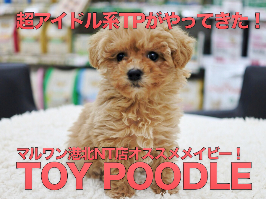 【トイ・プードル】キラキラ輝く瞳☆超アイドル系のプーちゃんの登場です！：港北NT店オススメベイビー！No311760