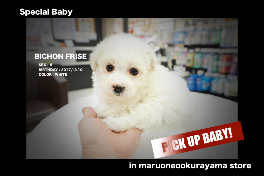 【ビション・フリーゼ】目指せ綿あめヘアー!!超レア犬種が緊急入店!!：大倉山店PICK UPベイビーＮo.6130667